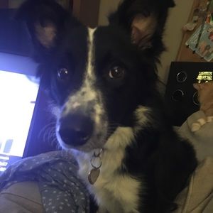 Meet your Posher, Jessie